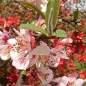 Chaenomeles lagenaria 'Cathayensis'